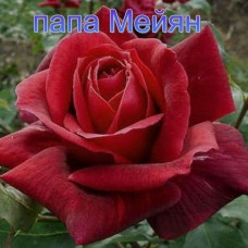 Троянда Папа Мейян (Роза Papa Meillаnd)